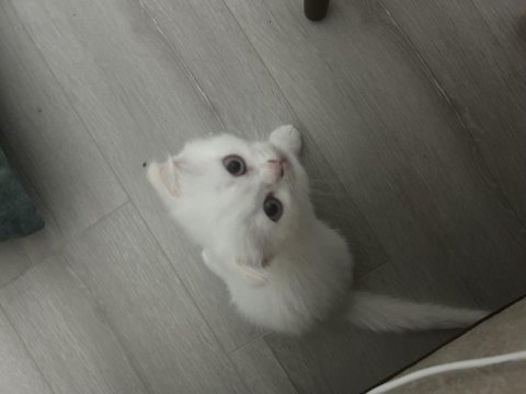 Bembeyaz kırık kulak scottish fold