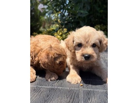 Sevgıyle buyuyen maltipoo yavrularımız