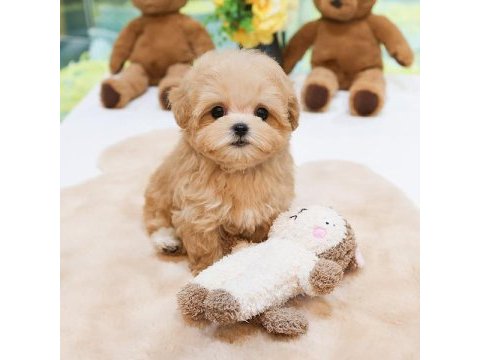 En özel kore gen maltipoo bebeklerimiz