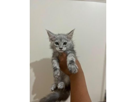 Safkan main coon yavruları anne ve baba scr kayıtlı