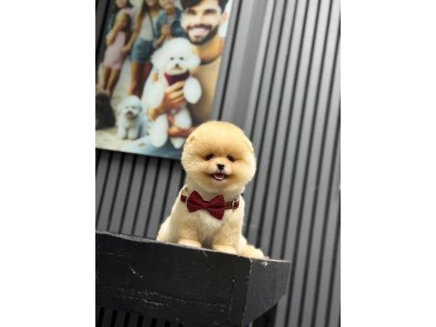 Ayıcık surat dişi pomeranian boo