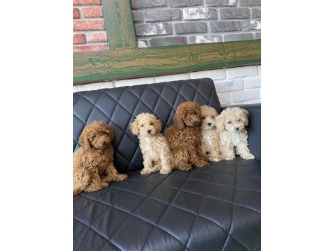 Maltese yavrular maltipo ve toy poodle yavrular ankara