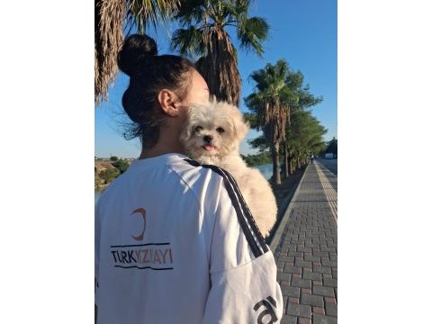 Terrie white köpeğimiz