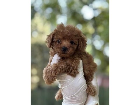 Yeni ailesini arayan tatlı poodle