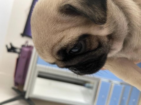 Pug yavrular sahiplendirilecektir 1 krem erkek 1 siyah dişi