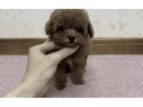 Sağlıklı toy poodle