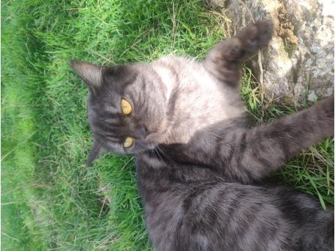 Biritiş shorthair melez ücretsiz sahiplendirilicek