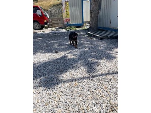 Yavru rottweiler ve yavru kurt 3 aylıklar