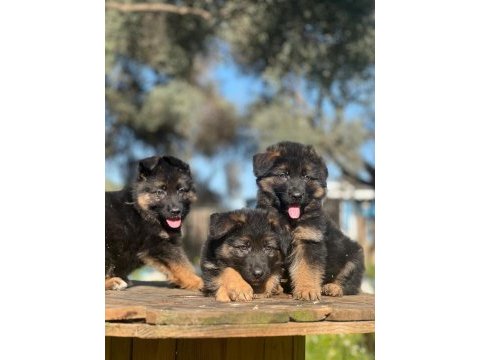 Showline k9 alman kurdu yavrularımız