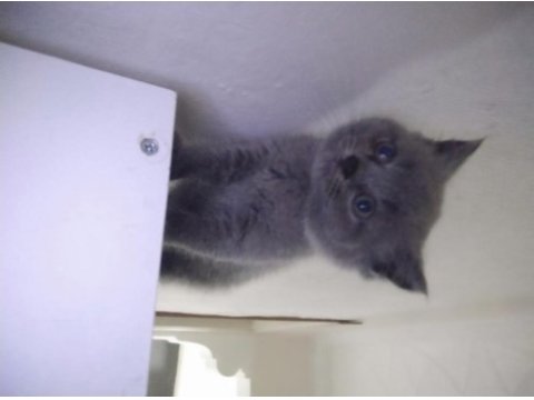 Safkan british shorthair cinsi yavru kedimiz
