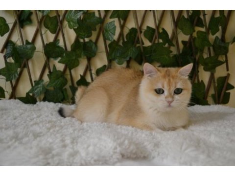 British shorthair ny12 erkek zeus