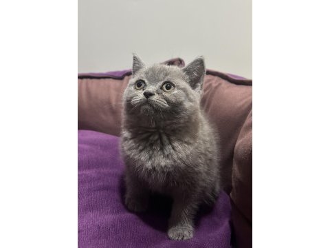 British shorthair erkek yavrular