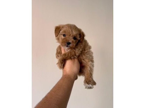 Kg garantili maltipoo yavrularımız