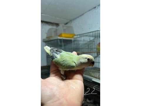 Ele alışkın ve ele alıştırmalık sağlıklı yavru papağanlar