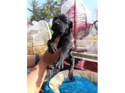 Cane corso köpeği yavrularımız