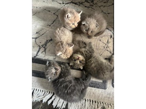 British shorthair 45 günlük yavrular