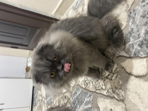 Yavrumun yavrusu british longhair