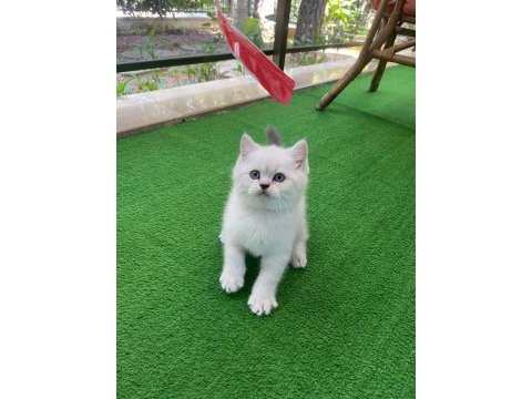 1.5 aylık iri cüsseli erkek british shorthair kedimiz