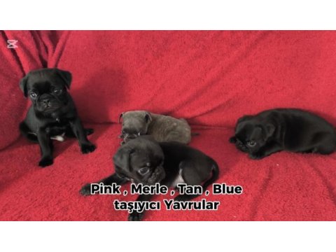 Siyah renk pug mops yavruları