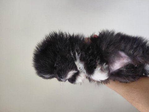 Pomeranian parti color