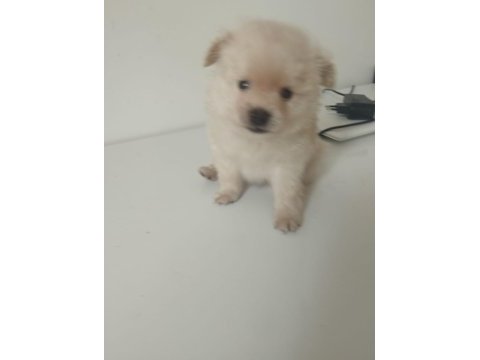 2 aylık pomeranian yavrular