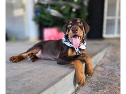 Türkiyenin en güvenilir çiftliğinden doberman