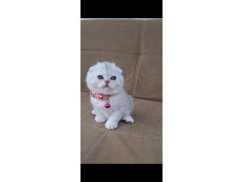 Scottish fold longhair a kalite kusur anatomi