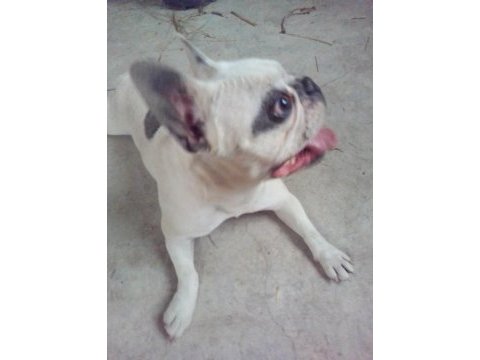 French bulldog köpeğimiz