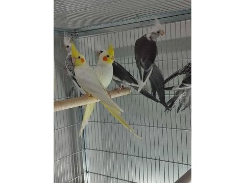 Yem kırmaya yeni başlayan sultan papağanı yavrularımız