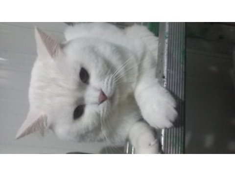 Çipli aşıları eksiksiz british shorthair
