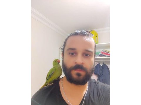 3 aylık yavru pakistan papağanları