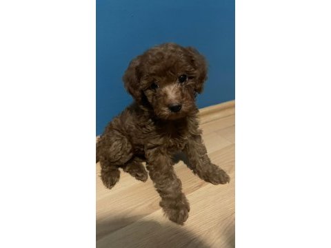 Kendi köpeğimin yavruları