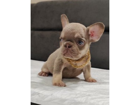 New shade ısabella ve rojo merle fransız bulldog yavruları