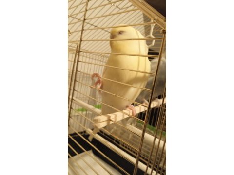 Satılık lutino dişi yavru muhabbet kuşu