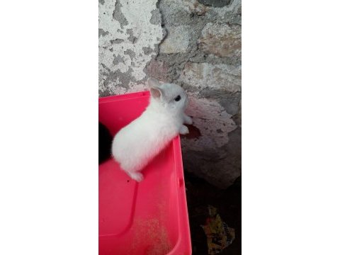 Orjinal cüce tavşan yavruları istanbul