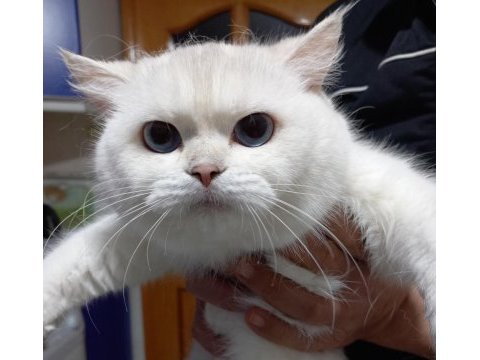 11 aylık şecereli mavi gözlü silver british shorthair dişi