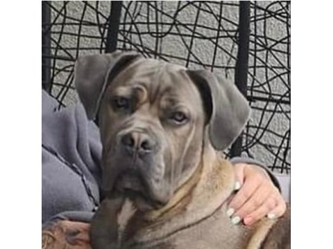 Dev gibi cane corso yavruları
