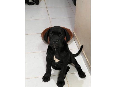 Şecereli cane corso iki buçuk aylık yavrularım