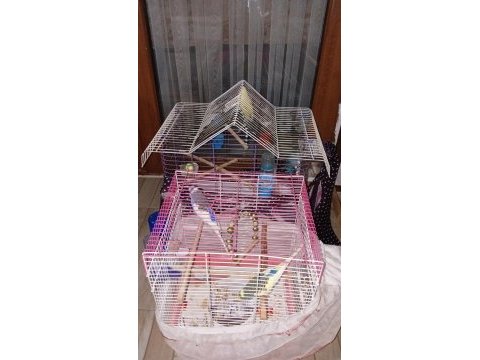5 adet yerli ırk muhabbet kuşu
