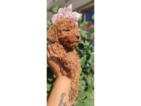 Poodle en sevilenler geldi