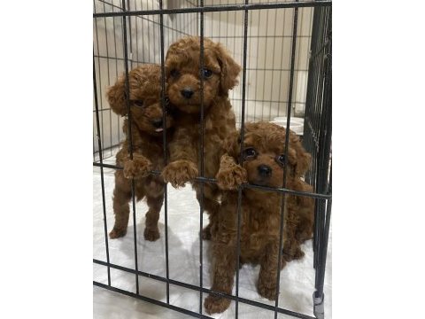 Kore red brown toy poodle kardeşler