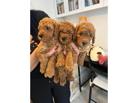 Poodle minnaklarımıza yuva arıyoruz