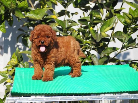 Red brown toy poodle yavruları