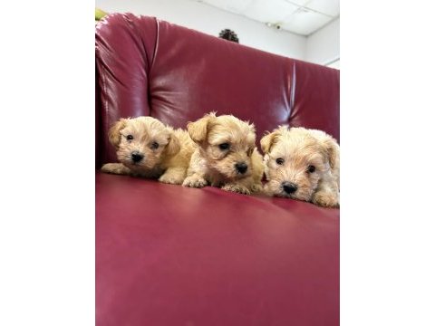 Ufacık safkan maltipoo yavrularım