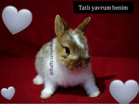 Orijinal hollanda cüce tavşan yavrularımız