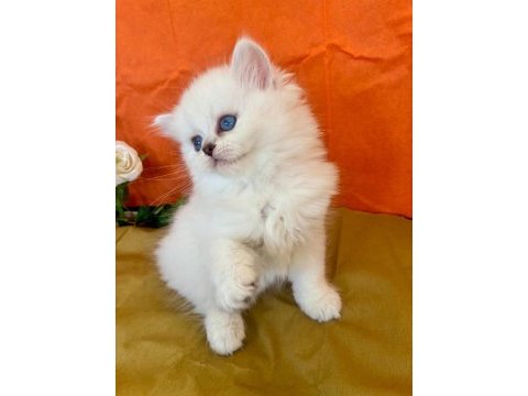 Show kalite silver british longhair yavruları