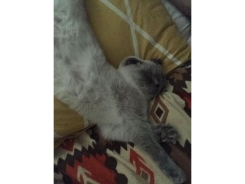 8 aylık scottish fold