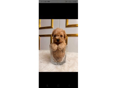 Evınızın mınık poodle uyelerı