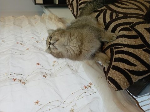 3 aylık tüm karma aşıları yapılmış erkek kedimiz