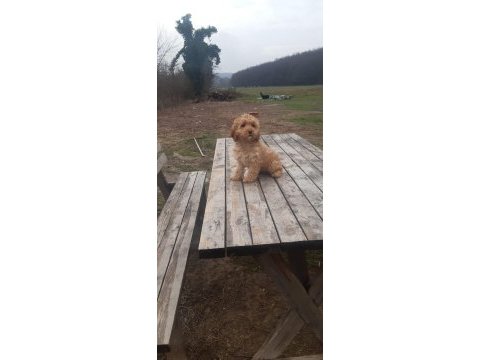 Poodle görünümlü maltipoo yavrumuz